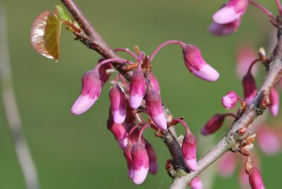 Cercis siliquastrum - zmarlika jidášova - pučící květenství